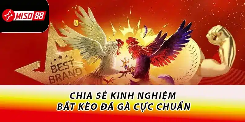 Chia sẻ kinh nghiệm bắt kèo đá gà cực chuẩn